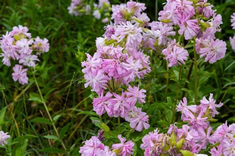 bouncing bet plant|Saponaria officinalis (Soapwort) .